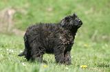 BOUVIER DES FLANDRES 353